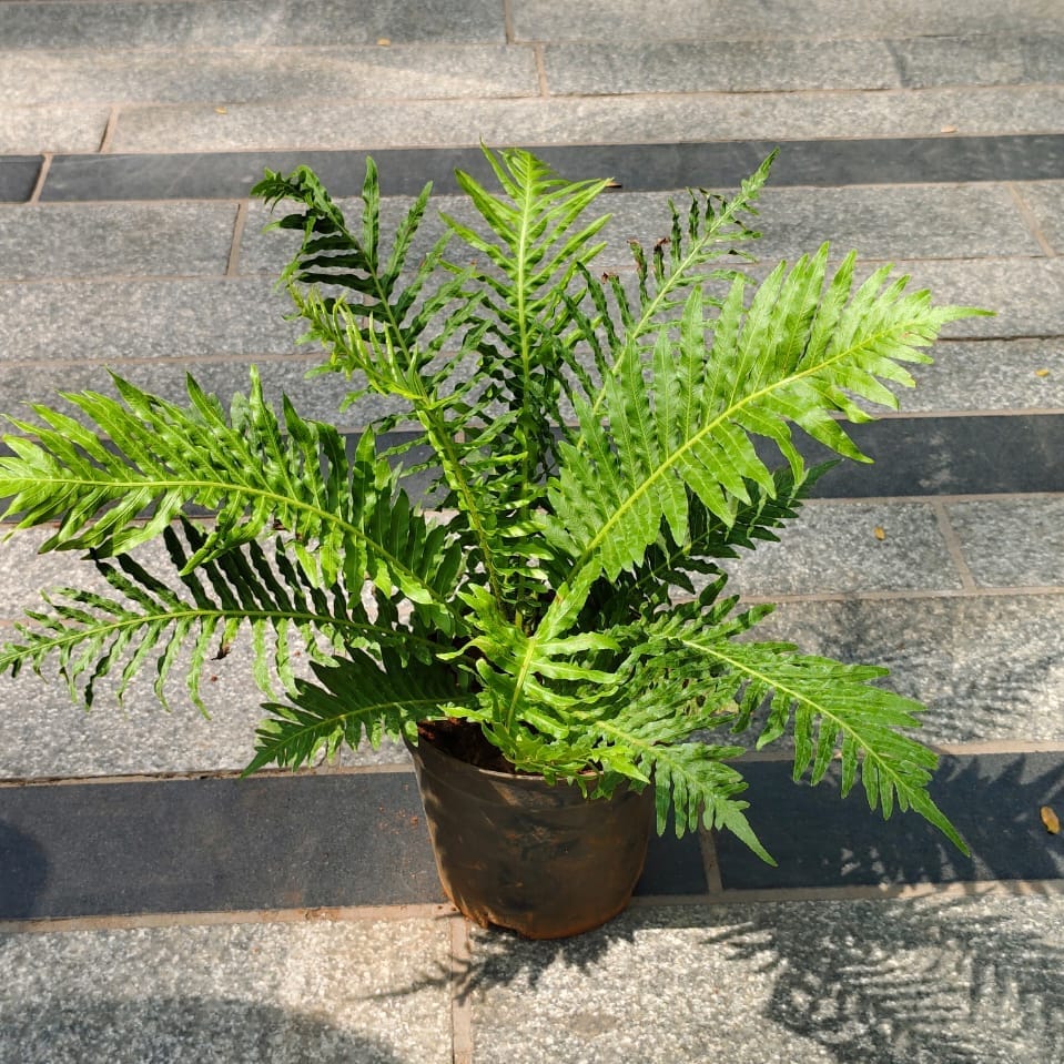 Buy Fern Green in 5 Inch Nursery Pot Online | Urvann.com Fern Green in 5 Inch Nursery Pot