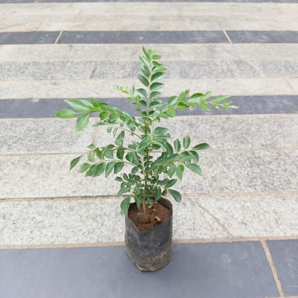 Buy Curry Patta in 4 Inch Nursery Bag Online | Urvann.com