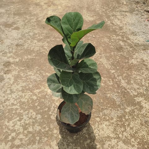 Fiddle Leaf Fig / Ficus Lyrata in 8 Inch Nursery Pot
