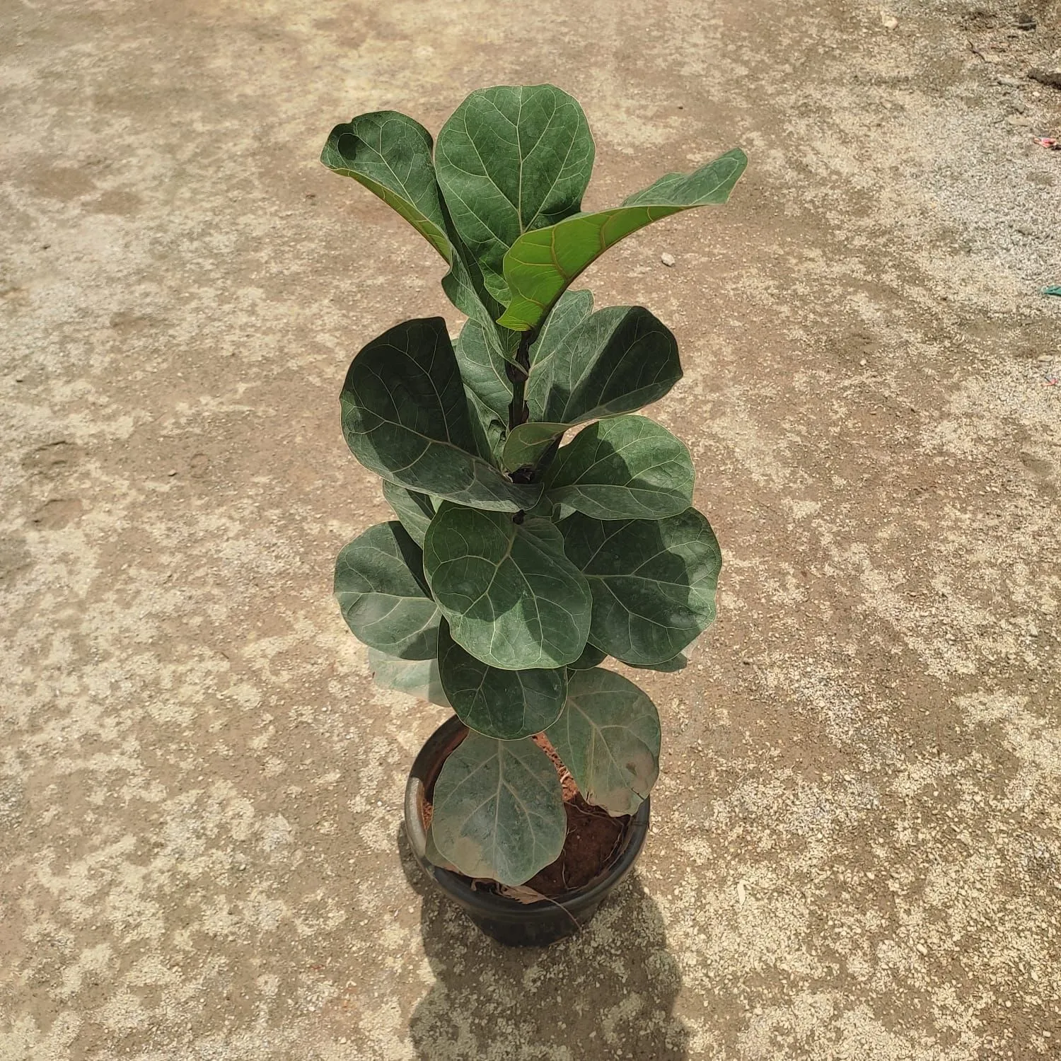 Fiddle Leaf Fig / Ficus Lyrata in 8 Inch Nursery Pot