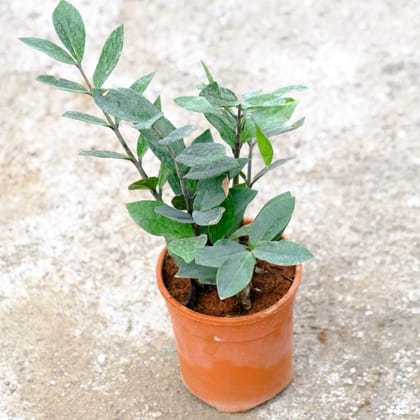 Buy Zz Green in 4 Inch Nursery Pot Online | Urvann.com