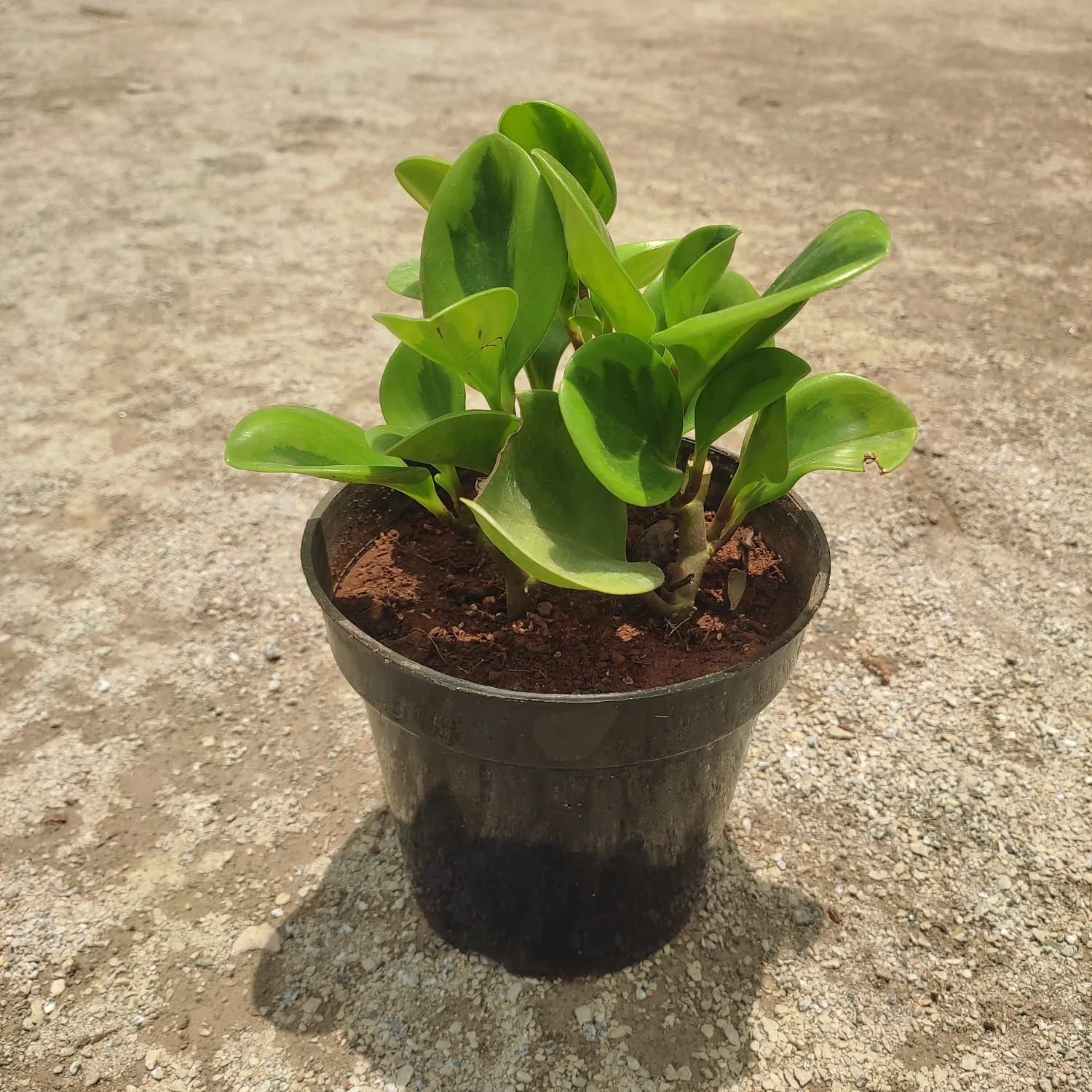 Peperomia / Radiator Plant Green in 5 Inch Nursery Pot
