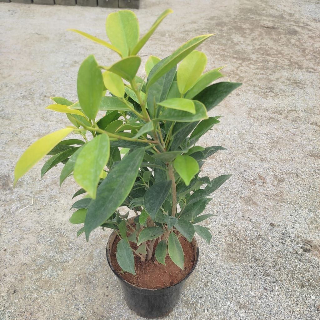Buy Ficus Panda in 5 Inch Nursery Pot Online | Urvann.com Ficus Panda in 5 Inch Nursery Pot