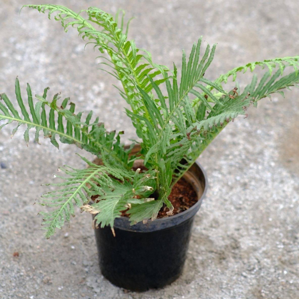 Fern Green in 5 Inch Nursery Pot