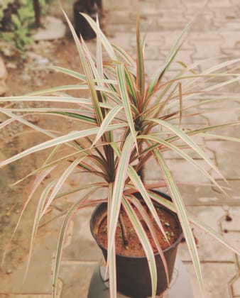 Buy Dracaena Marginata in 6 Inch Plastic Pot Online | Urvann.com