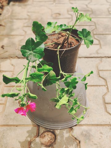 Geranium Pink in 6 Inch Nursery Pot