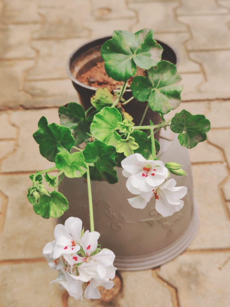 Buy Geranium White in 6 Inch Plastic Pot Online | Urvann.com Geranium White in 6 Inch Nursery Pot