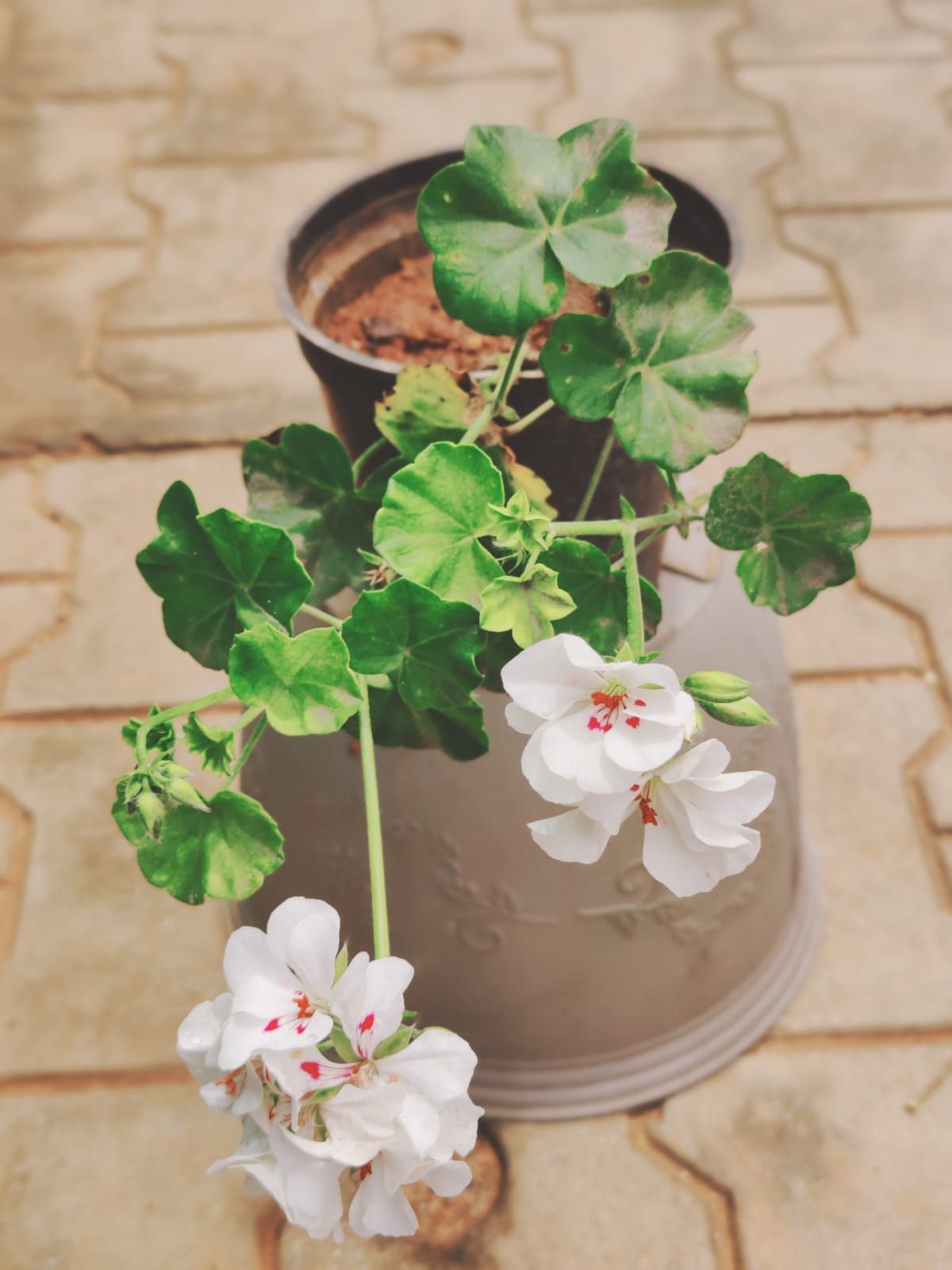 Geranium White in 6 Inch Nursery Pot