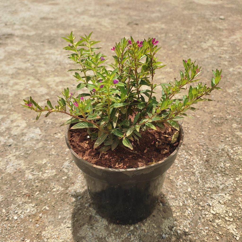 Buy Cuphea / False Heather (Any Colour) in 5 Inch Nursery Pot Online | Urvann.com Cuphea / False Heather (Any Colour) in 5 Inch Nursery Pot