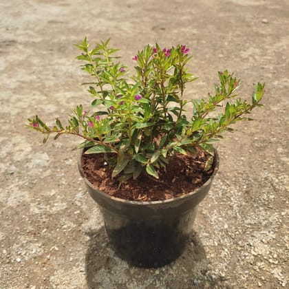 Buy Cuphea / False Heather (Any Colour) in 5 Inch Nursery Pot Online | Urvann.com