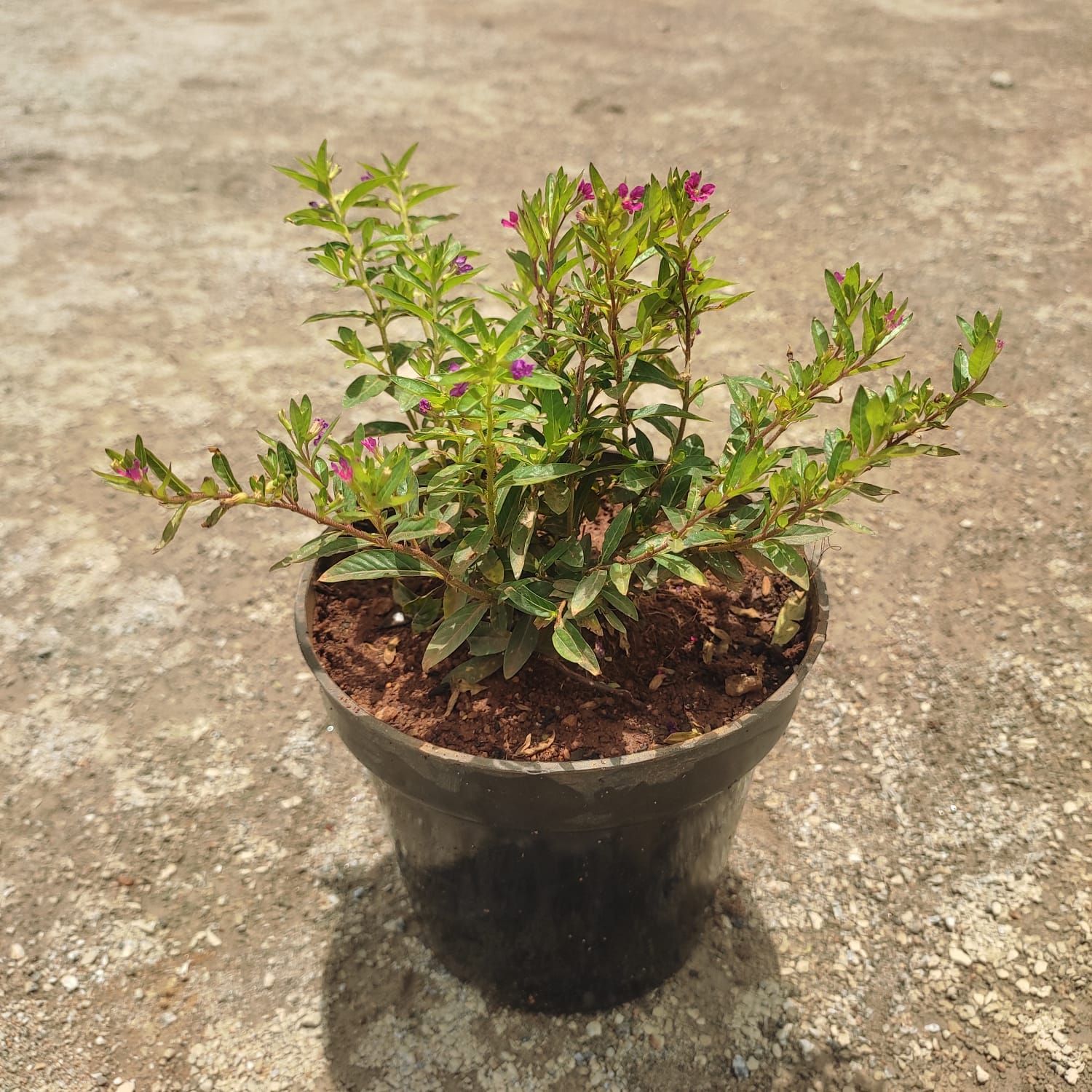 Cuphea / False Heather (Any Colour) in 5 Inch Nursery Pot