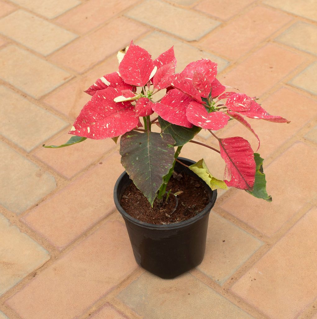 Buy Poinsettia / Christmas Flower Red in 5 Inch Nursery Pot Online | Urvann.com Poinsettia / Christmas Flower Red in 5 Inch Nursery Pot