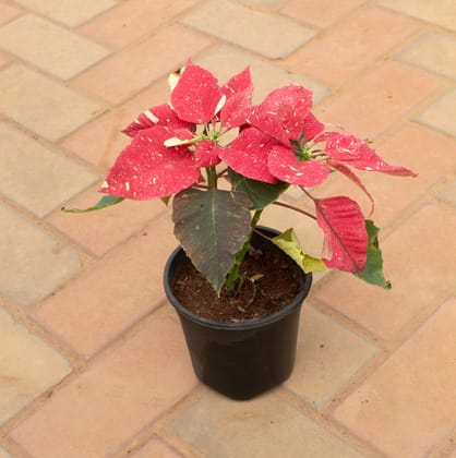 Buy Poinsettia / Christmas Flower Red in 5 Inch Nursery Pot Online | Urvann.com
