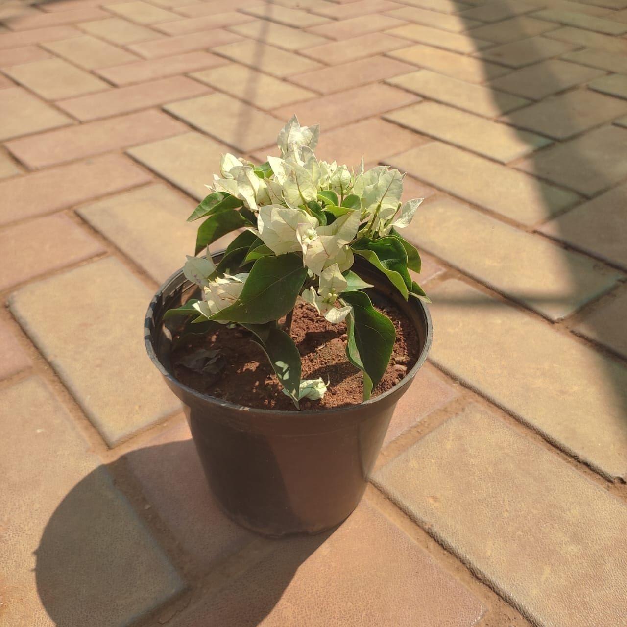 Bougainvillea White in 5 Inch Nursery Pot