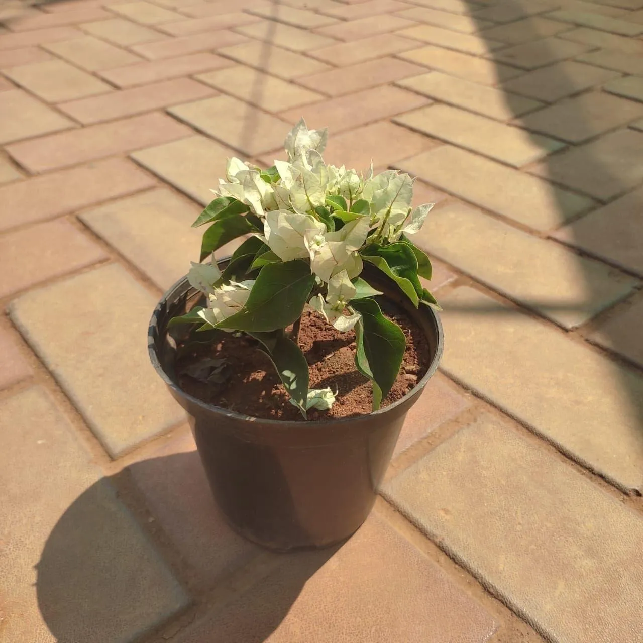 Bougainvillea White in 5 Inch Nursery Pot