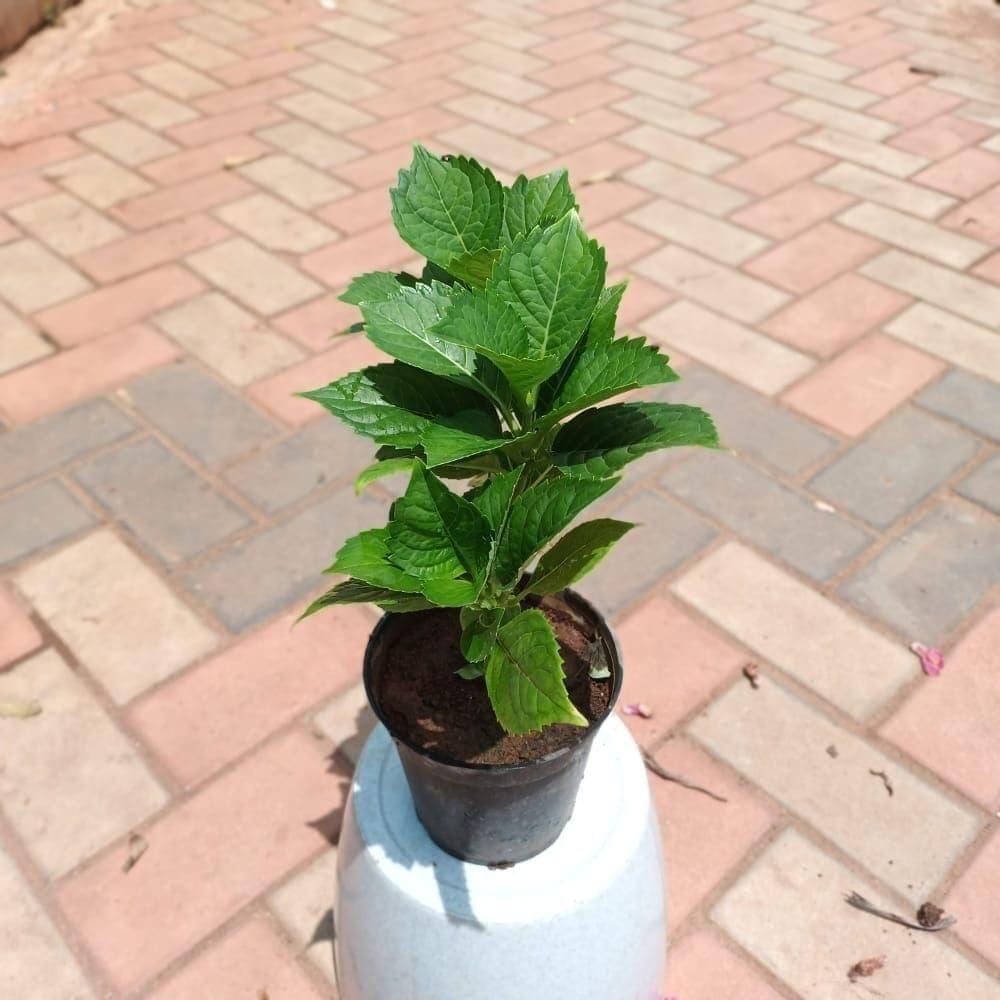 Buy Hydrangea in 6 Inch Plastic Pot Online | Urvann.com Hydrangea (any colour) in 6 Inch Nursery Pot