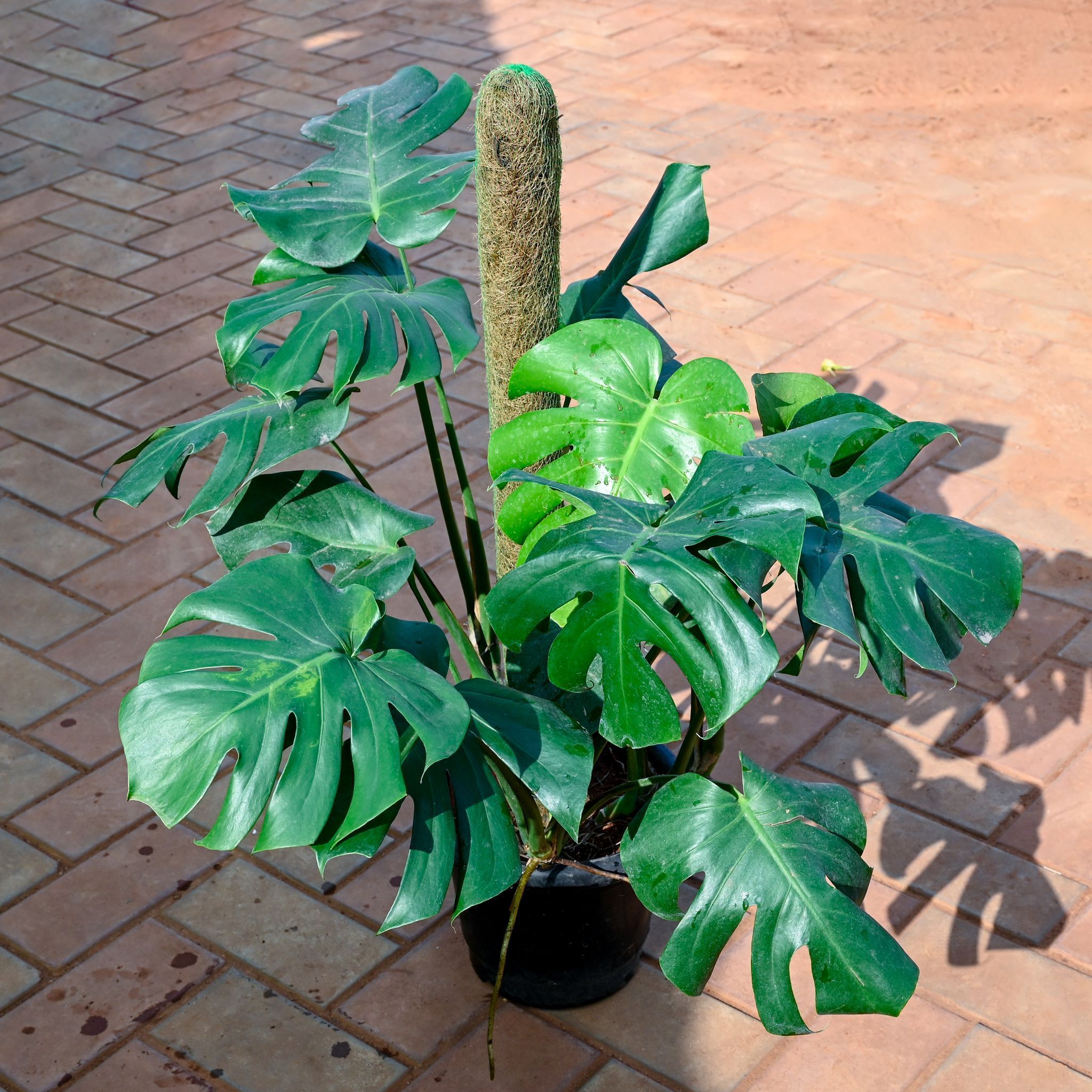 Monstera Broken Heart with 3 Ft Moss Stick in 10 Inch Nursery Pot