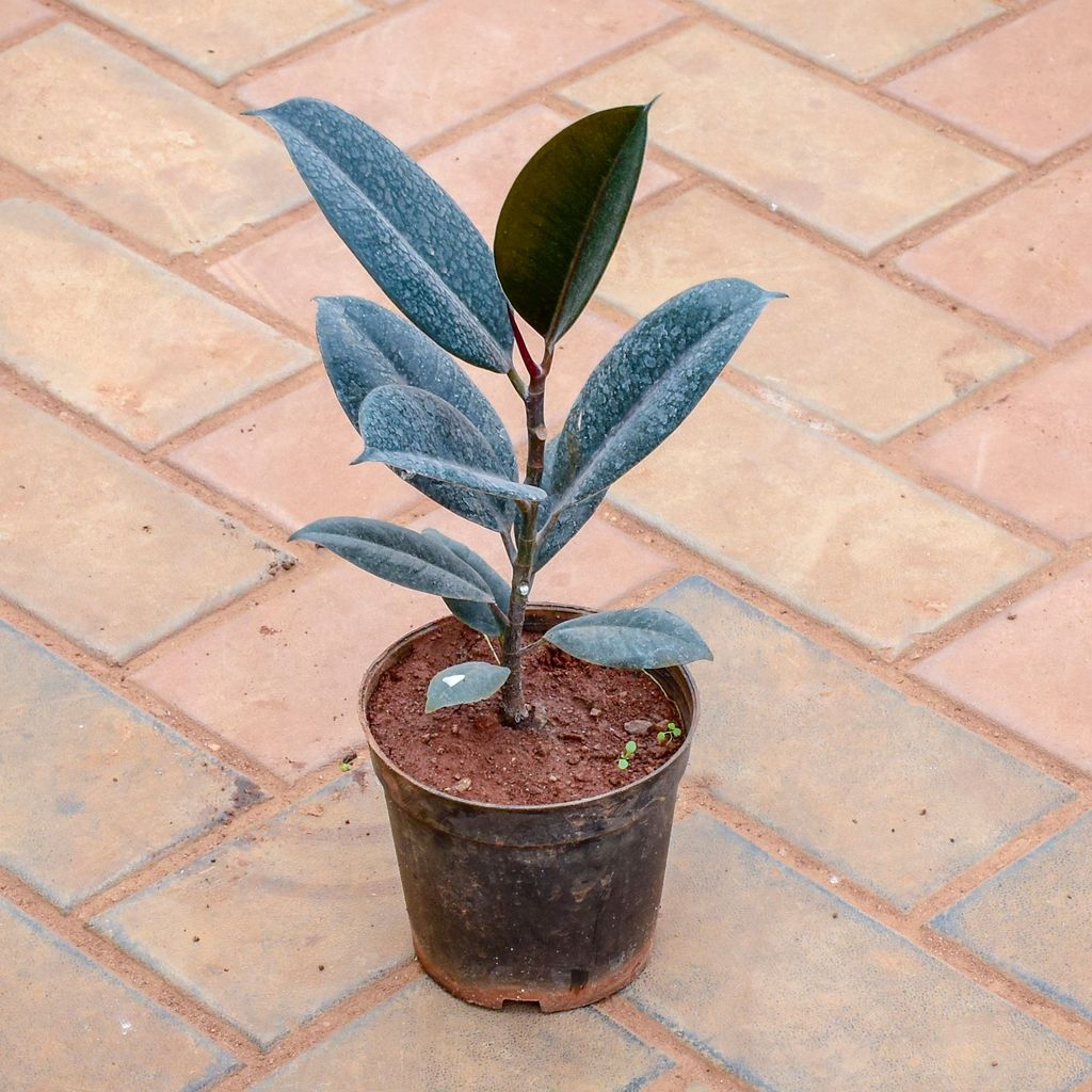 Buy Rubber Black in 5 Inch Nursery Pot Online | Urvann.com Rubber Black in 5 Inch Nursery Pot