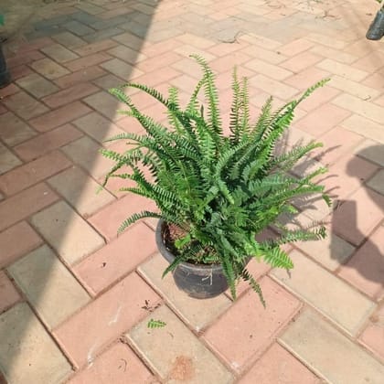 Fern Green in 6 Inch Nursery Pot