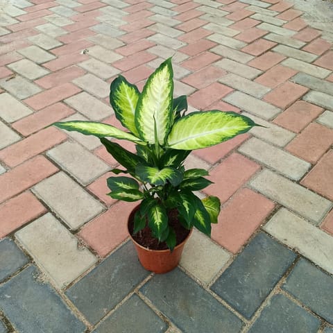 Dieffenbachia White in 6 Inch Nursery Pot