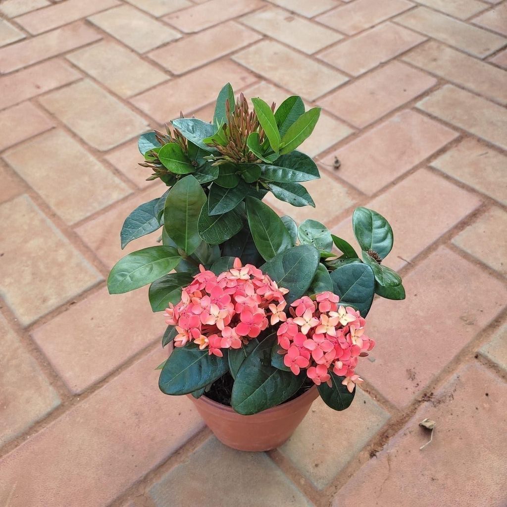 Ixora Red in 5 Inch Nursery Pot