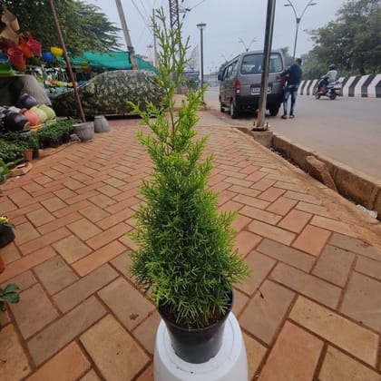 Buy Golden Cypress  in 6 Inch Plastic Pot Online | Urvann.com