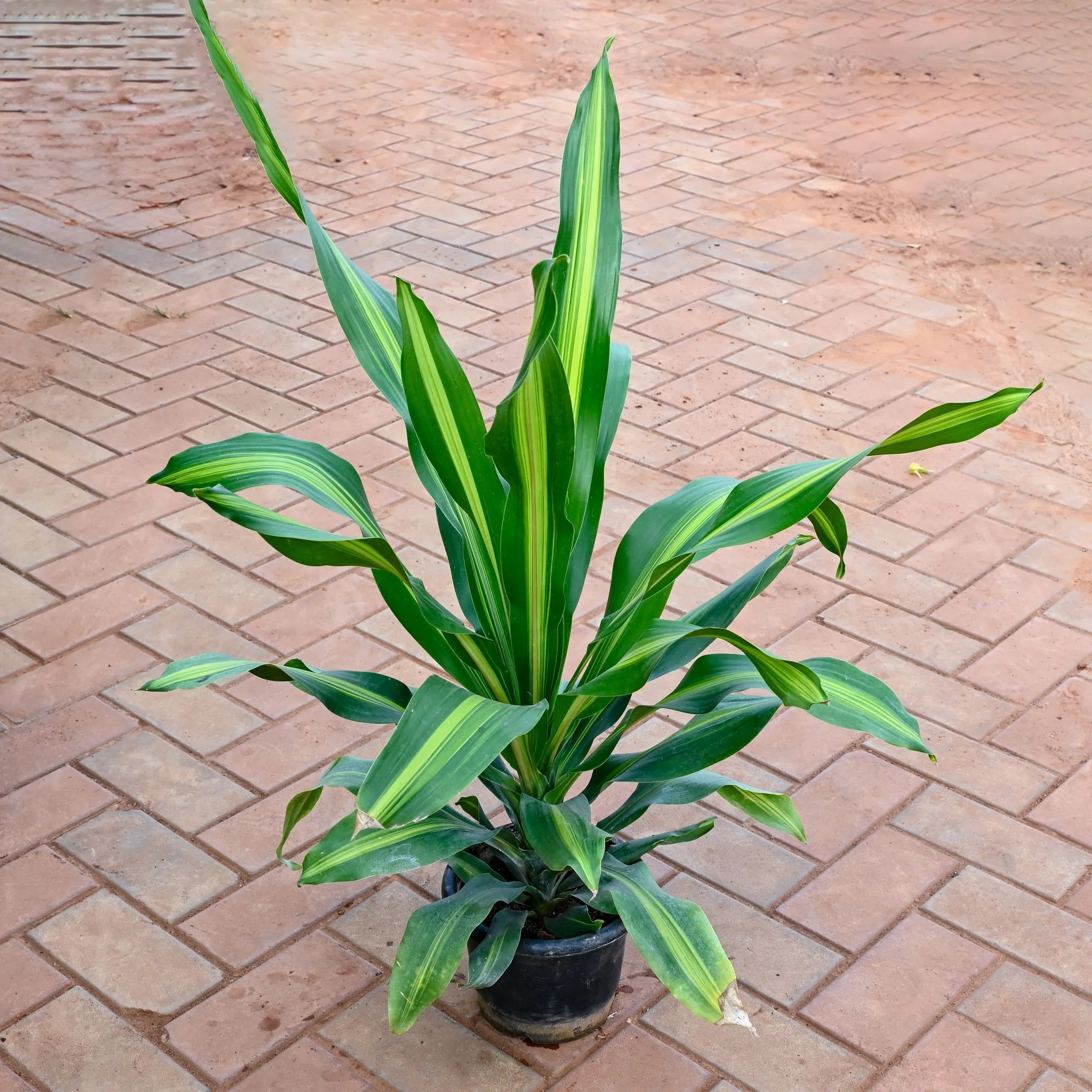 Dracaena Victory in 8 Inch Nursery Pot