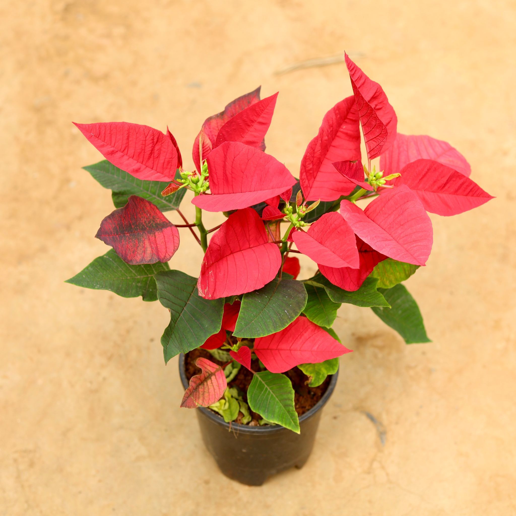 Poinsettia / Christmas Flower Red in 6 Inch Nursery Pot