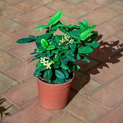 Buy Ixora Yellow in 5 Inch Nursery Pot Online | Urvann.com
