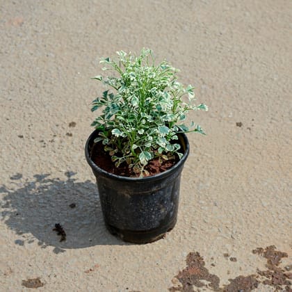 Buy Aralia White in 5 Inch Nursery Pot Online | Urvann.com