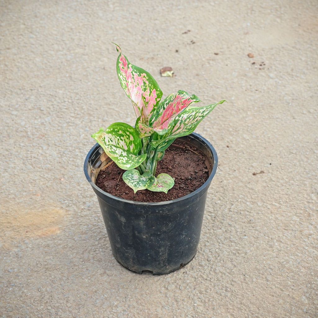 Buy Aglaonema Pink Dalmatian in 5 Inch Nursery Pot Online | Urvann.com Aglaonema Pink Dalmatian in 5 Inch Nursery Pot