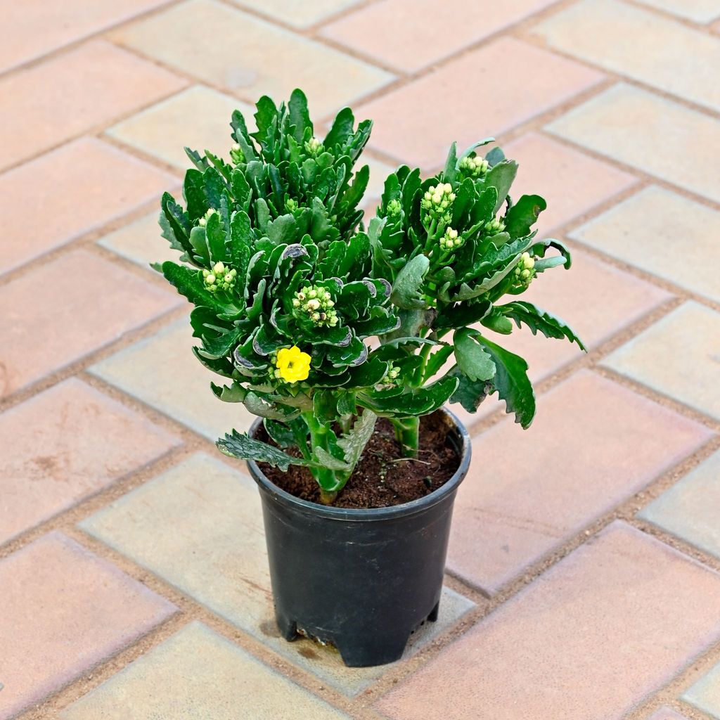 Buy Kalanchoe Yellow Succulent in 4 Inch Nursery Pot Online | Urvann.com Kalanchoe Yellow Succulent in 4 Inch Nursery Pot