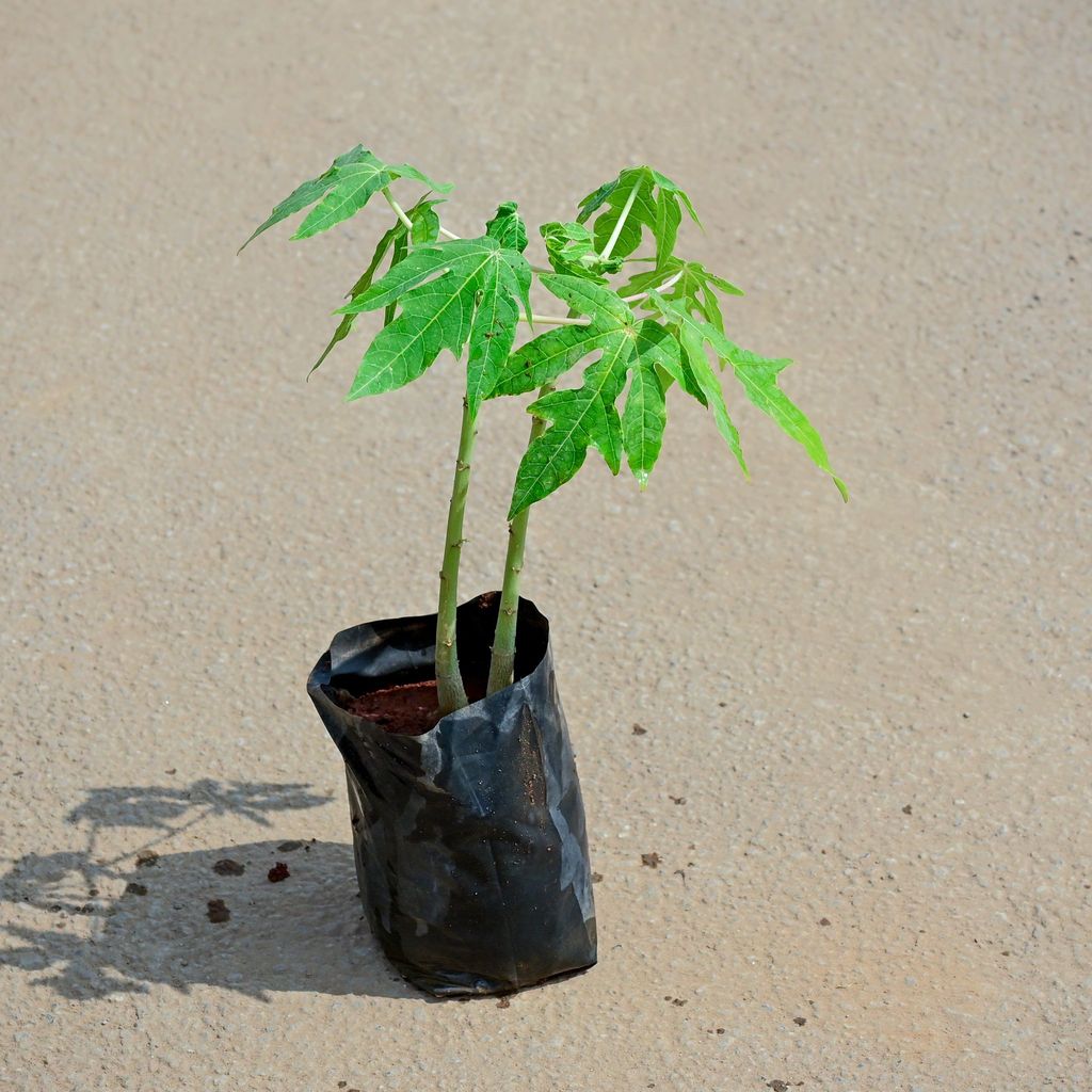 Papaya Plant in 4 Inch Nursery Bag