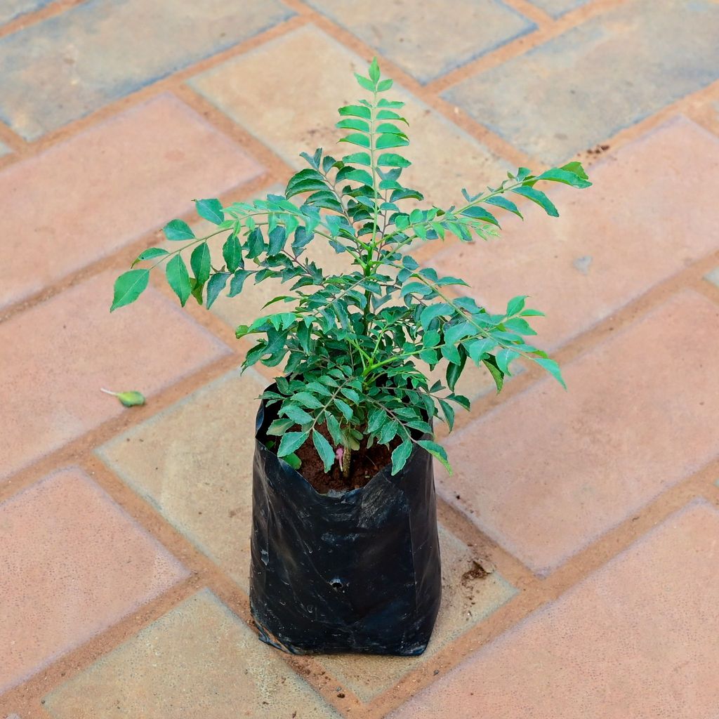 Buy Curry Patta in 4 Inch Nursery Bag Online | Urvann.com Curry Patta in 4 Inch Nursery Bag