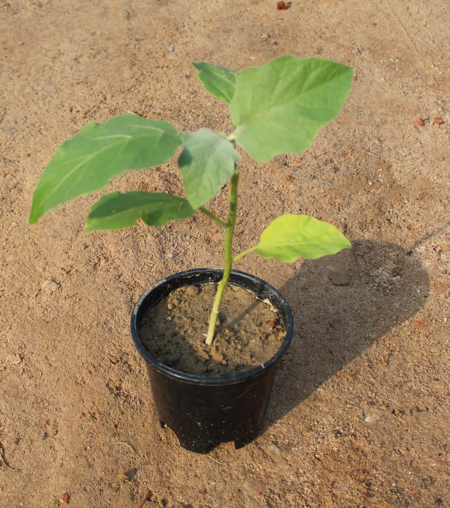 Buy Brinjal / Baigan Plant in 6 Inch Nursery Pot Online | Urvann.com Brinjal / Baigan Plant in 6 Inch Nursery Pot