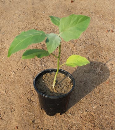 Buy Brinjal / Baigan Plant in 6 Inch Nursery Pot Online | Urvann.com