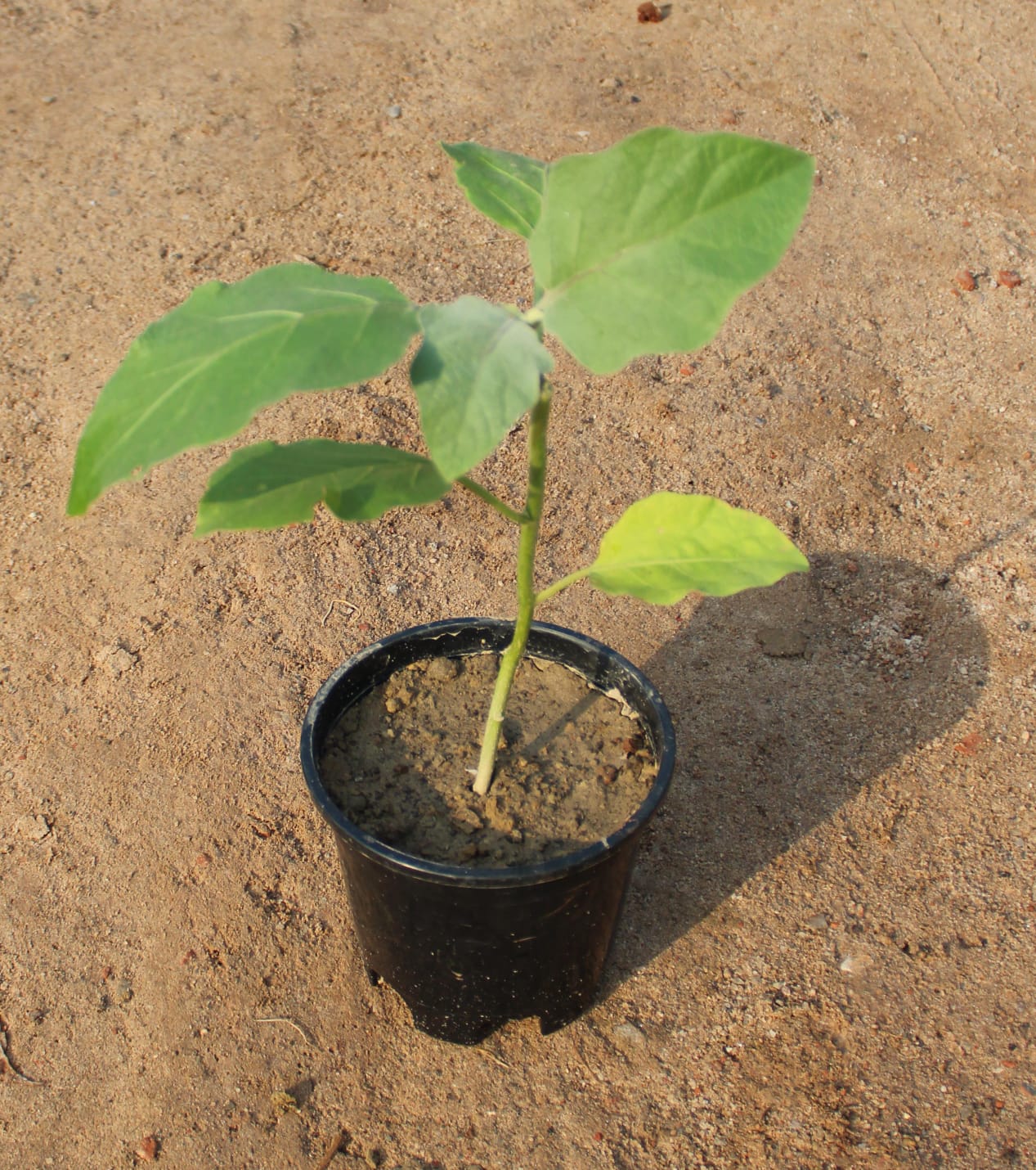 Brinjal / Baigan Plant in 6 Inch Nursery Pot