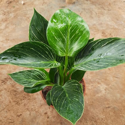 Buy Philodendron Birkin in 5 Inch Nursery Pot Online | Urvann.com