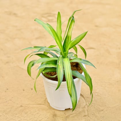Buy Dracaena Messenger Green (2 in 1) 6 inch White Super Nursery Pot Online | Urvann.com