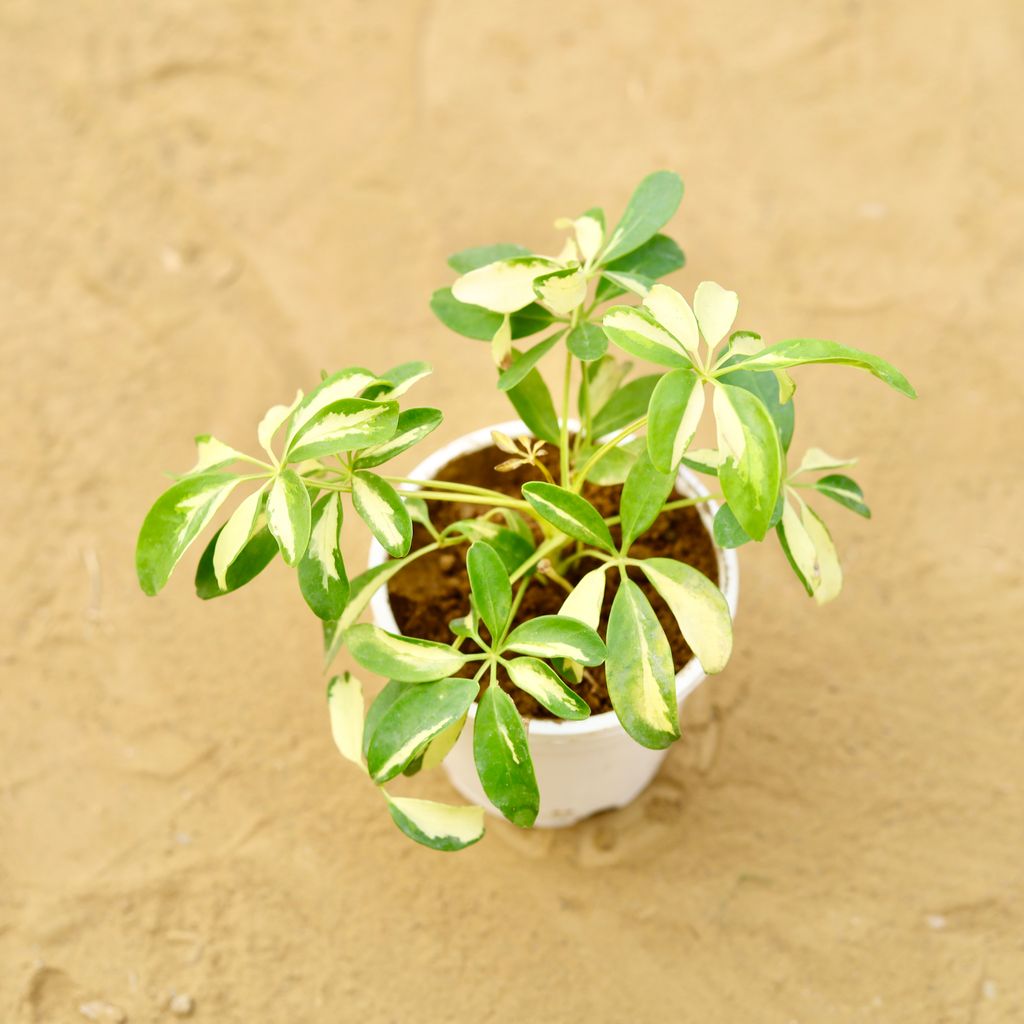 Buy Schefflera Vareigated Mini in 4 inch White Nursery Pot Online | Urvann.com Schefflera Vareigated Mini in 4 inch White Nursery Pot