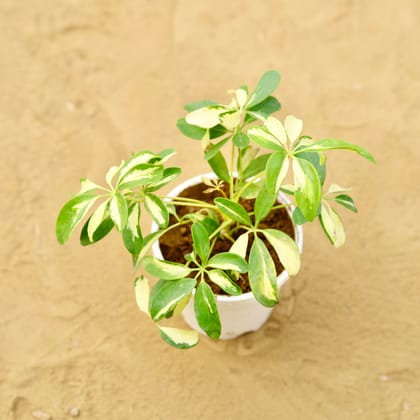 Buy Schefflera Vareigated Mini in 4 inch White Nursery Pot Online | Urvann.com
