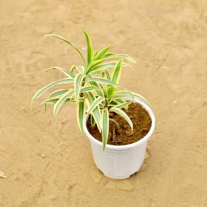 Buy Song of India  in 6 inch White Super Nursery Pot Online | Urvann.com