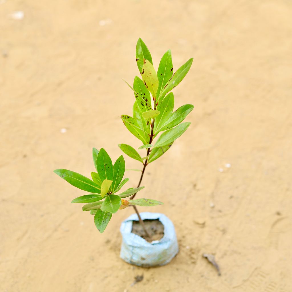 Buy All Spice Plant (~ 1 Ft) in 3 inch Nursery Bag Online | Urvann.com All Spice Plant (~ 1 Ft) in 3 inch Nursery Bag