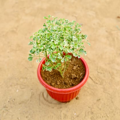 Buy Aralia White in 8 inch Terracotta Red Olive Plastic Pot Online | Urvann.com