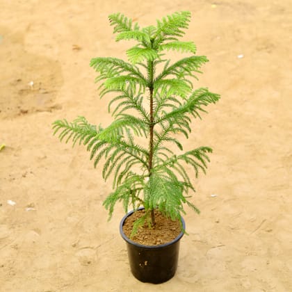 Buy Araucaria / Christmas Tree (~ 2 Ft) in 8 inch Black Nursery Pot Online | Urvann.com