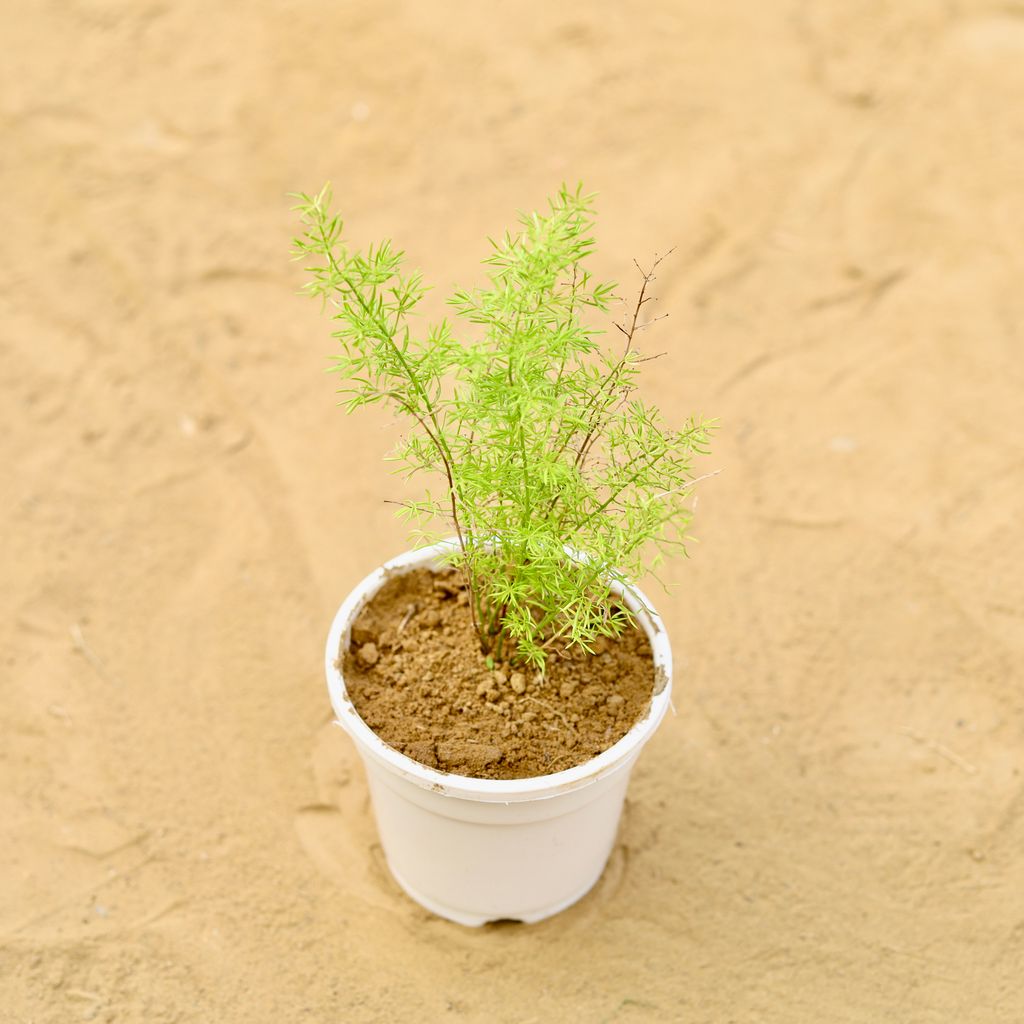 Buy Asparagus Mary in 4 inch White Nursery Pot Online | Urvann.com Spara Grass in 4 inch White Nursery Pot