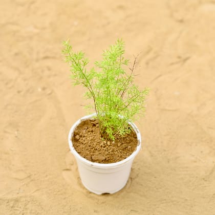 Buy Asparagus Mary in 4 inch White Nursery Pot Online | Urvann.com