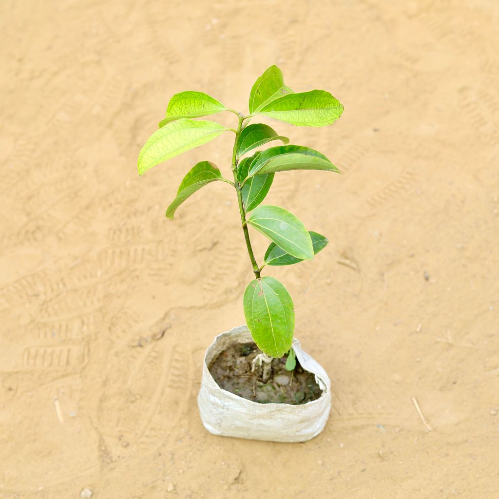 Buy Dalchini / Cinnamon in 4 Inch Nursery Bag Online | Urvann.com Dalchini / Cinnamon in 4 Inch Nursery Bag