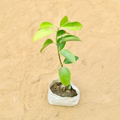 Buy Dalchini / Cinnamon in 4 Inch Nursery Bag Online | Urvann.com