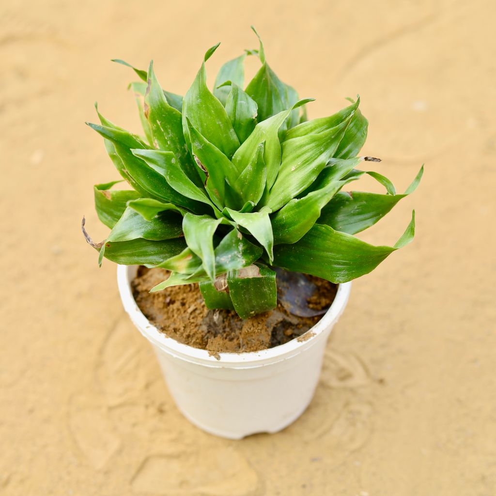 Buy Dracaena Compacta in 4 inch White Nursery Pot Online | Urvann.com Dracaena Compacta in 4 inch White Nursery Pot